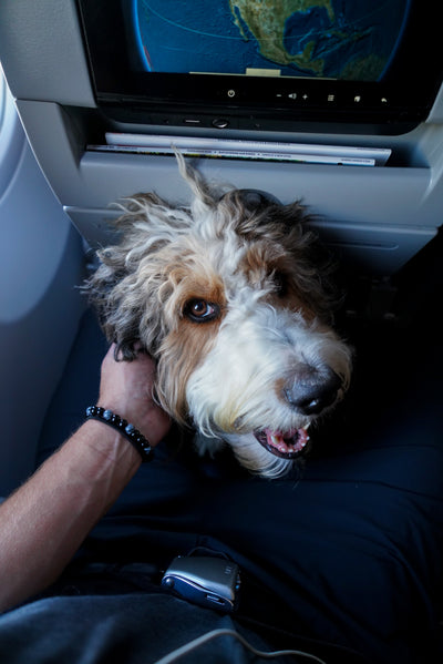How I Fly With My 80 lb Dog